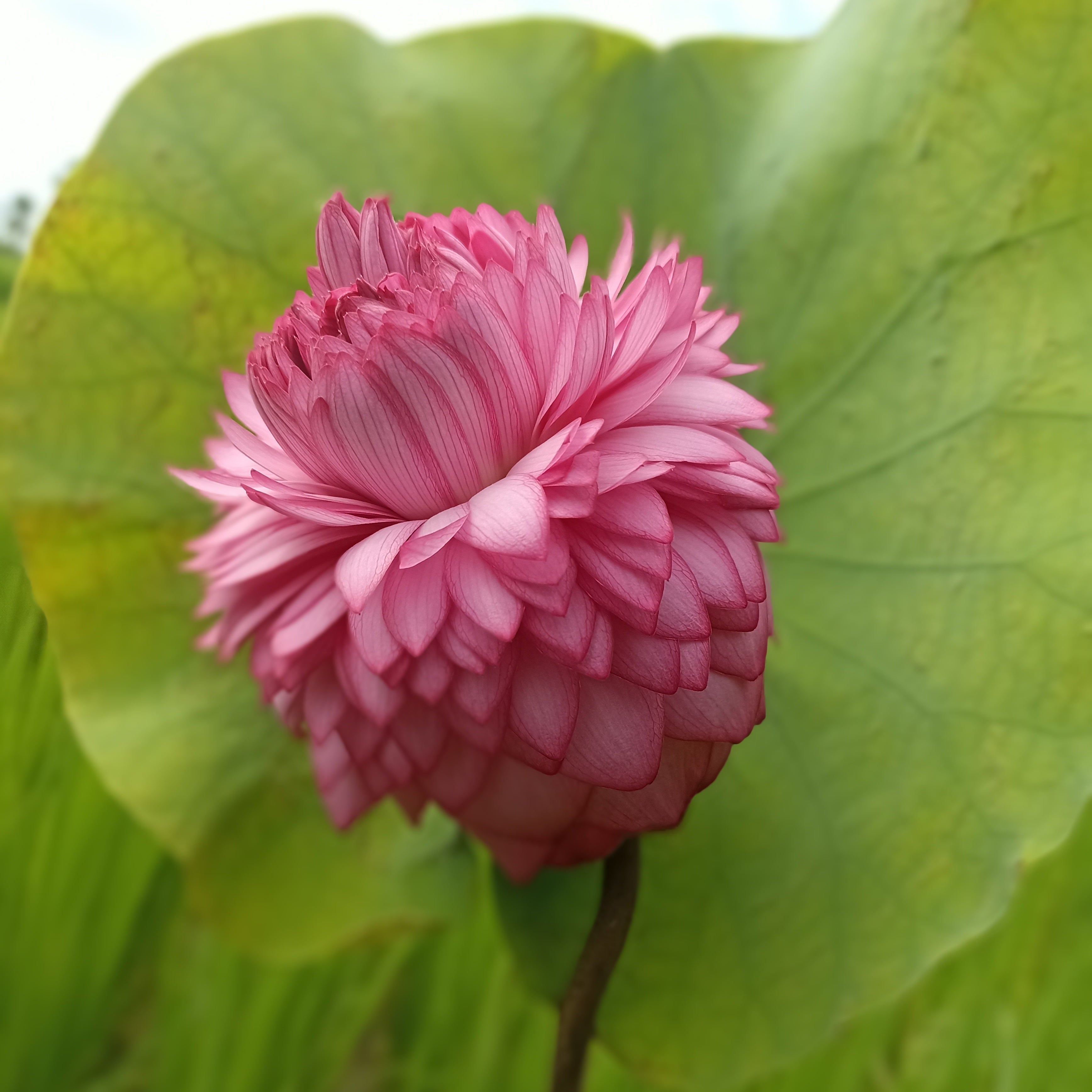 sahasradala Padmam- Lotus