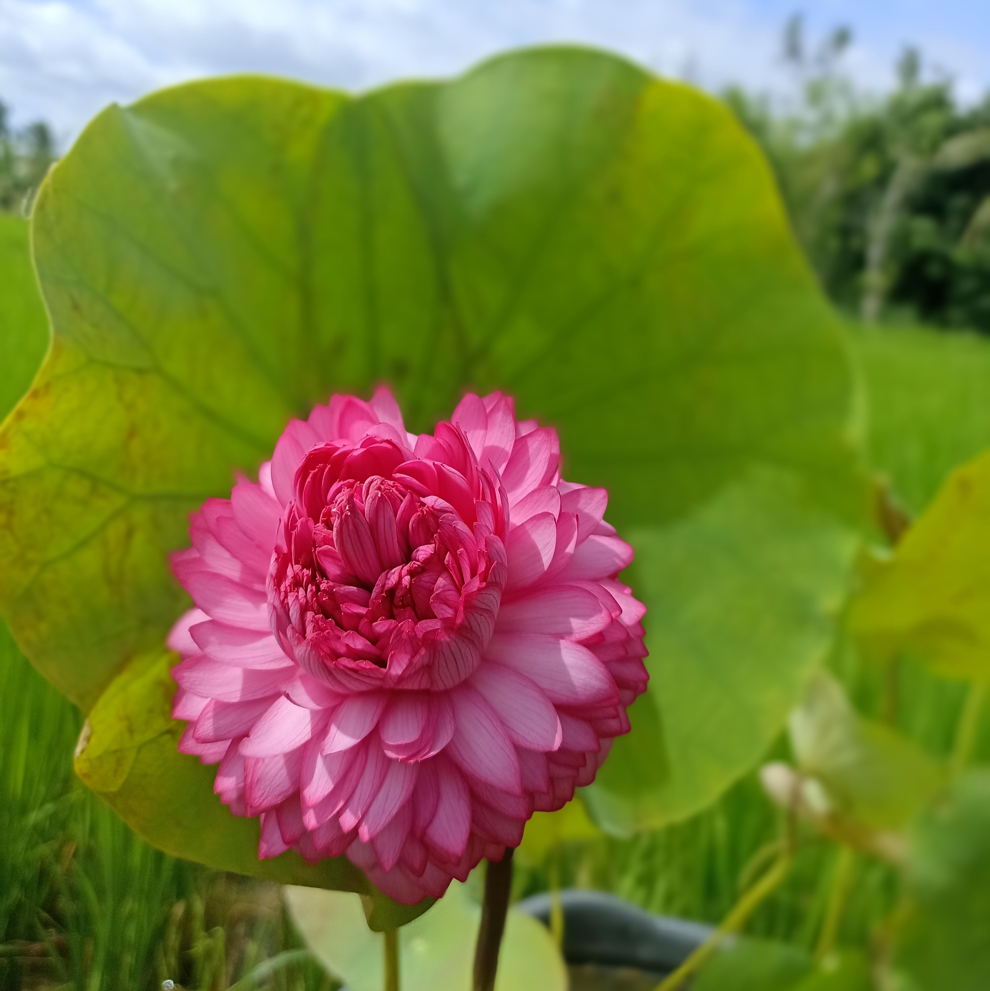 sahasradala Padmam- Lotus