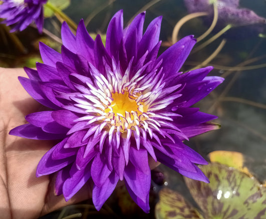 Plum Crazy