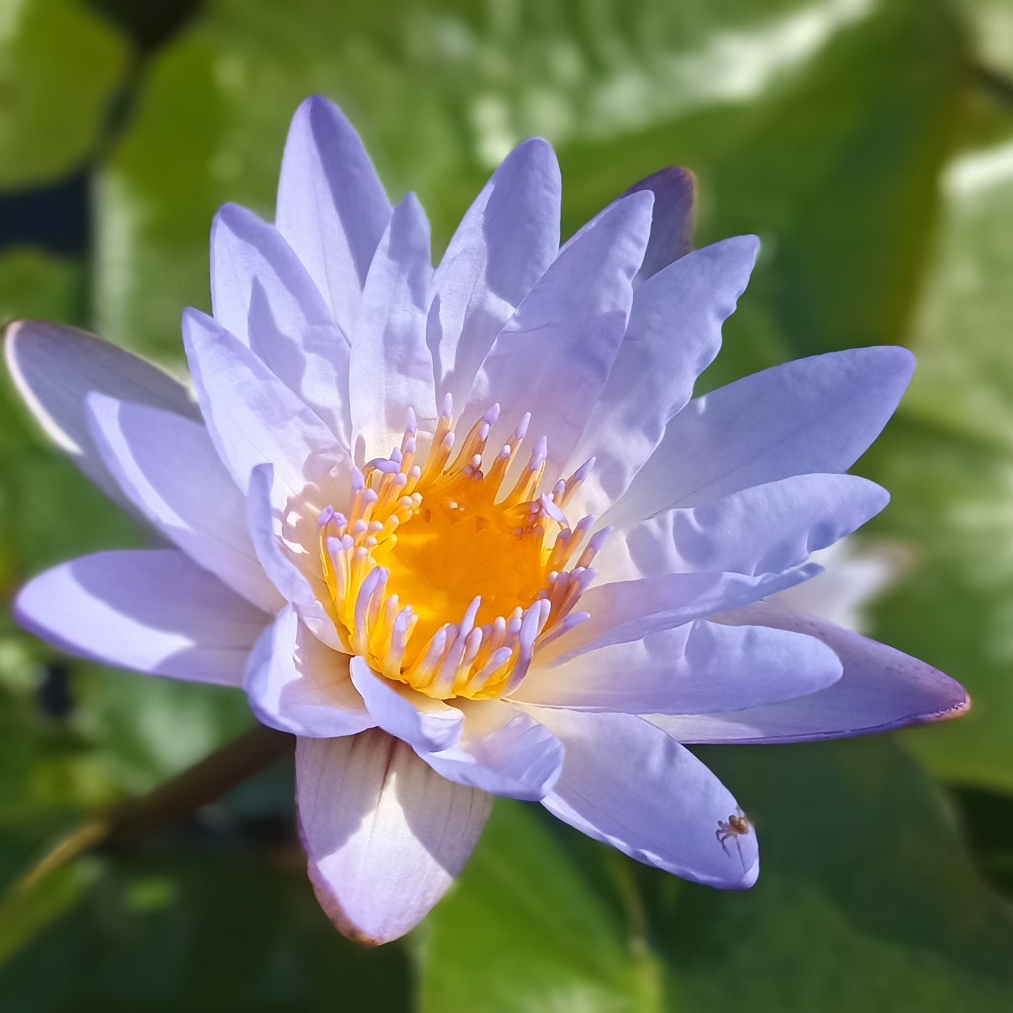 Blue Macrantha