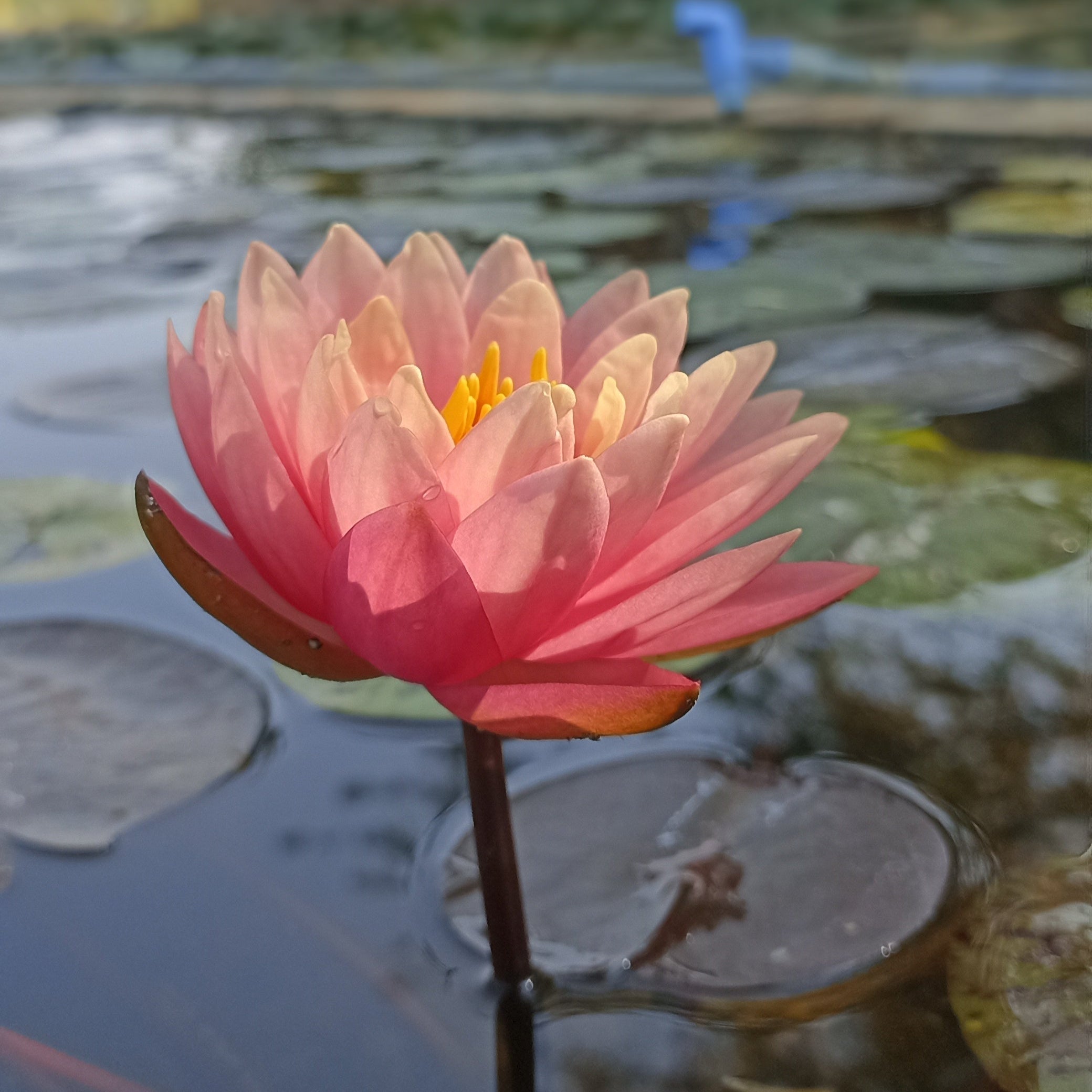 Perry's Orange Sunset