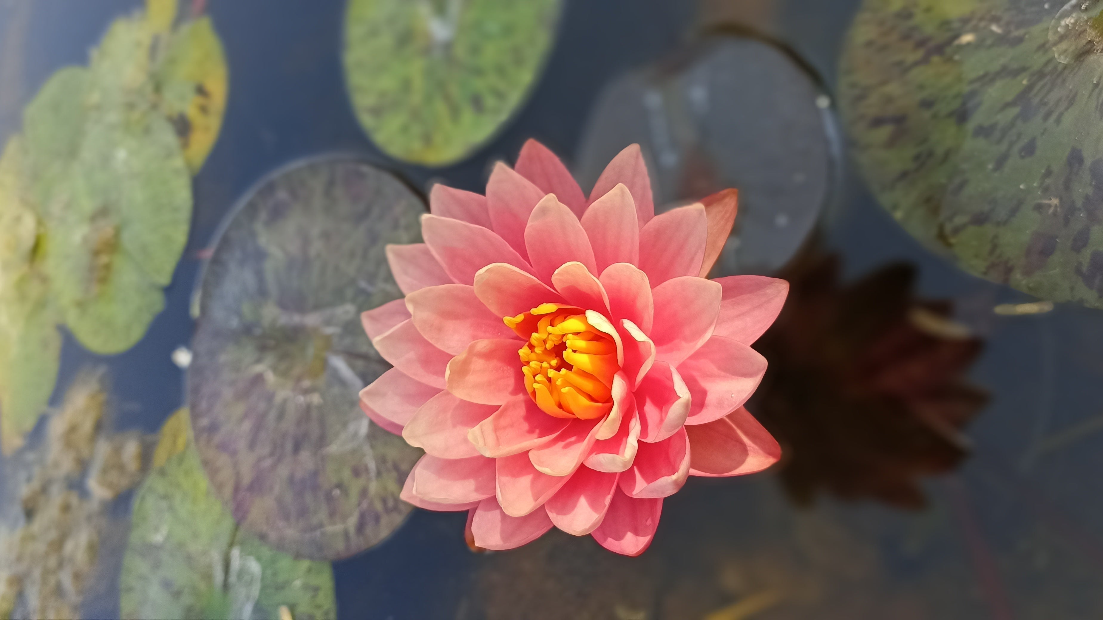 Perry's Orange Sunset