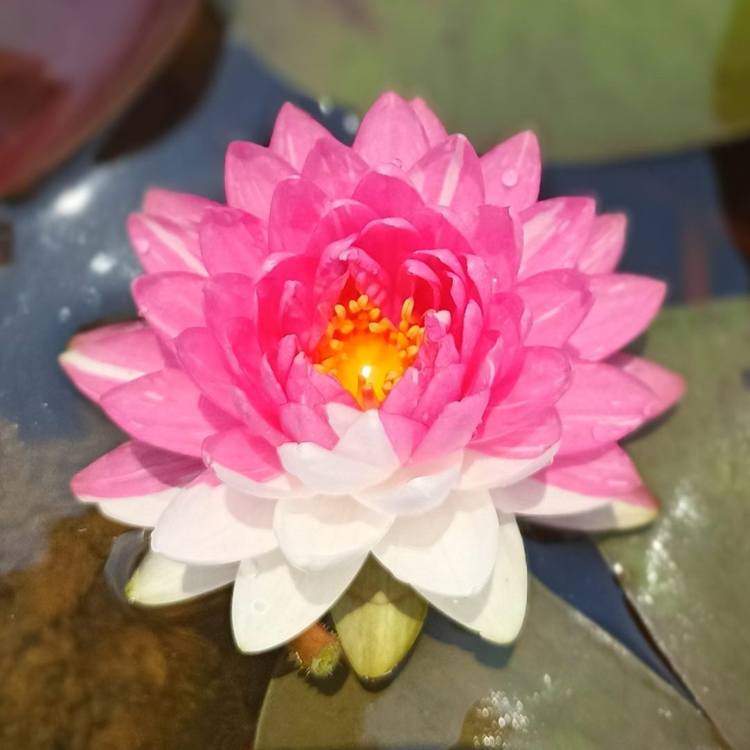 Jakkaphong