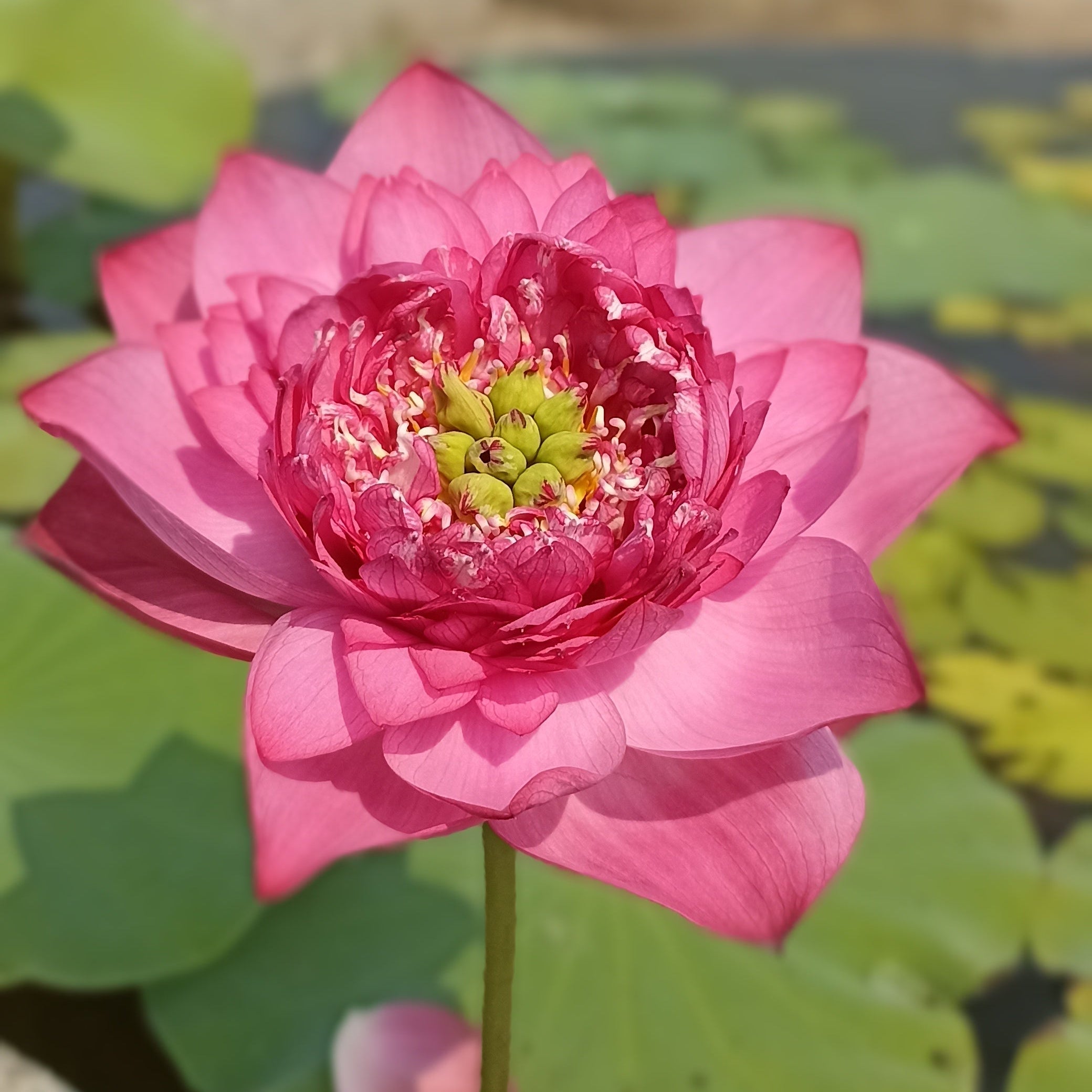 Kaveri-Lotus