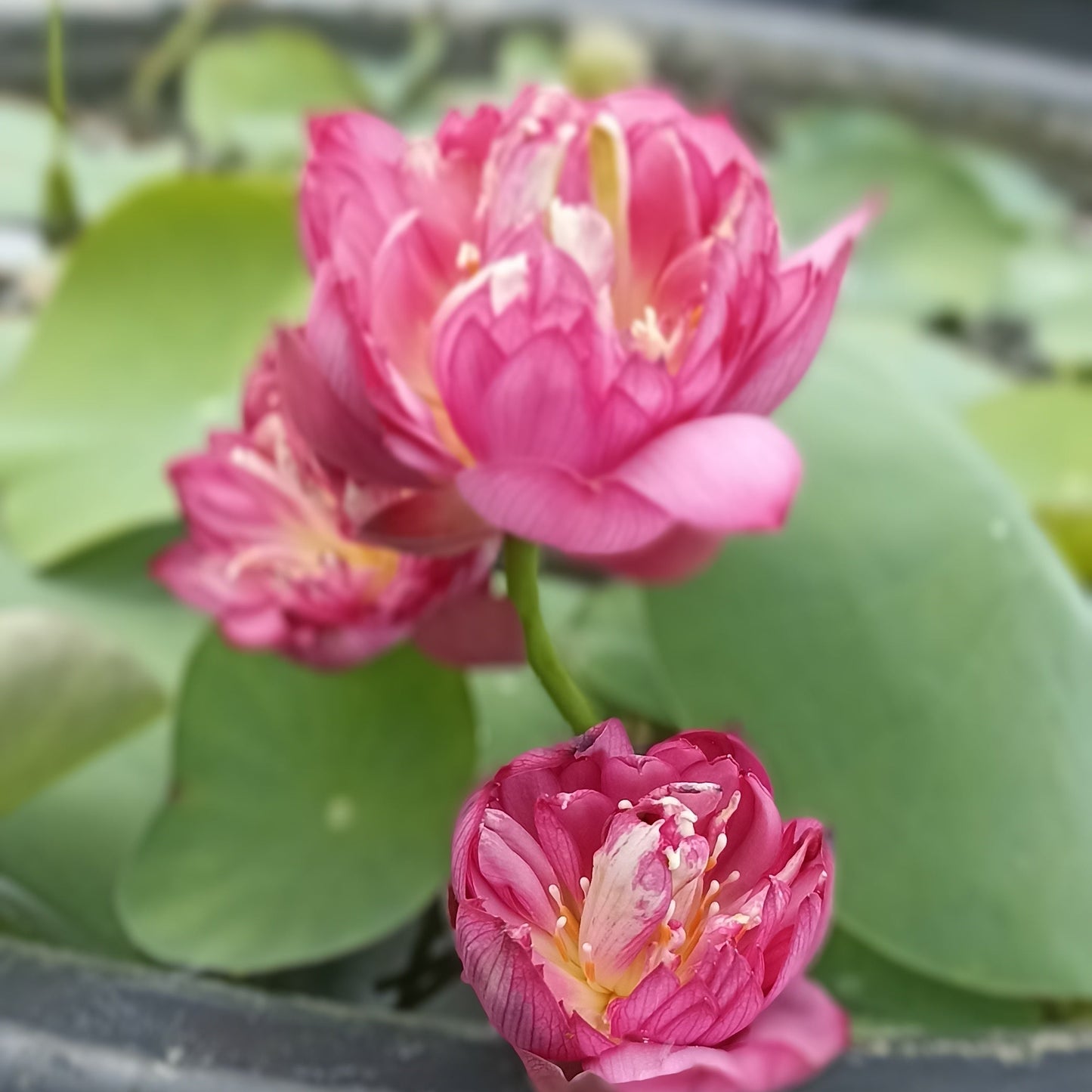 Little rain bowl