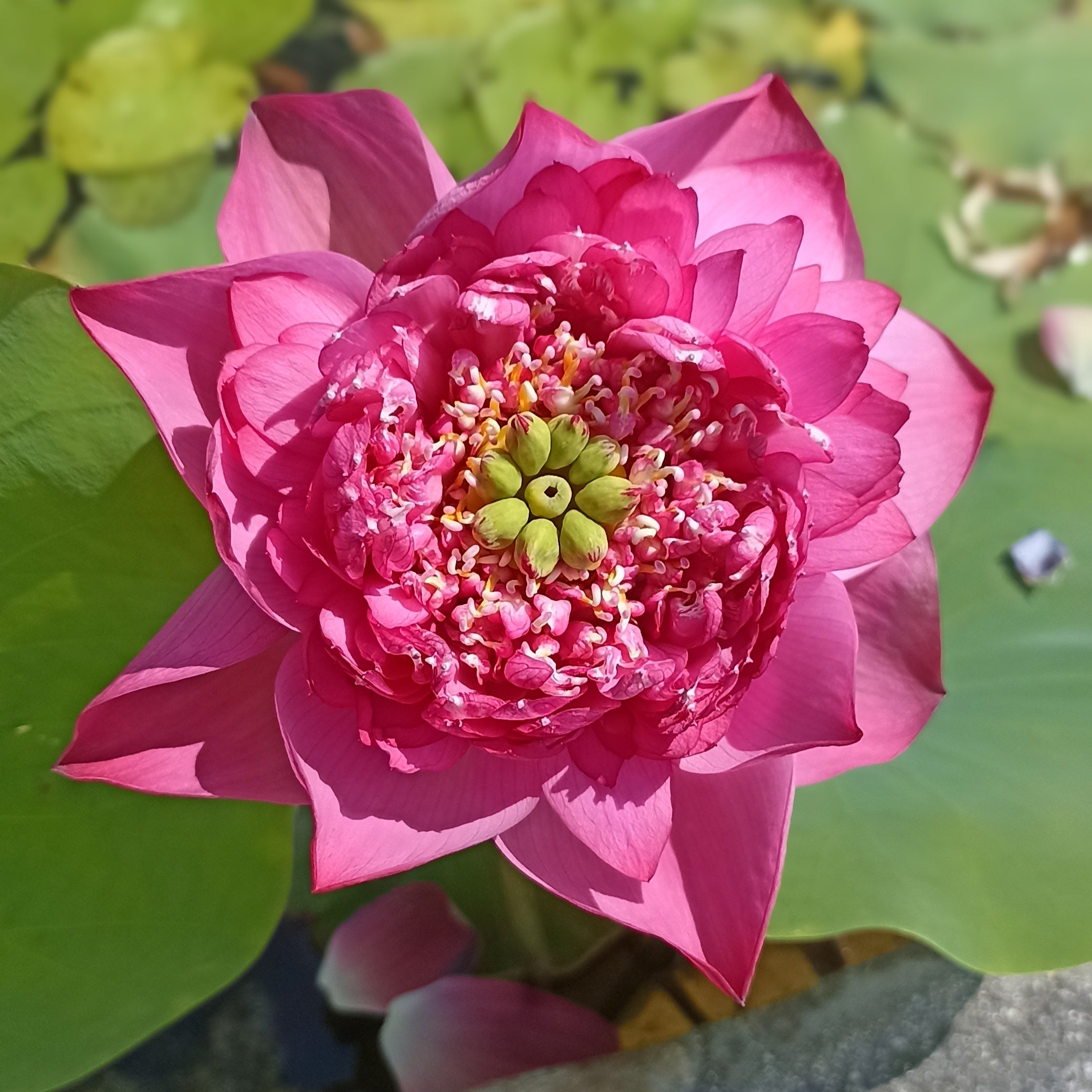 Kaveri-Lotus