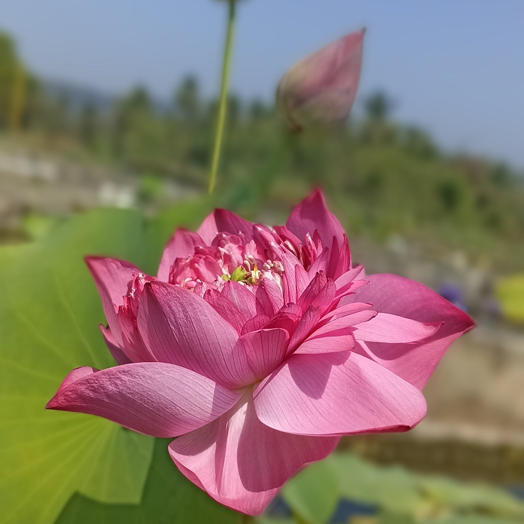 Kaveri-Lotus