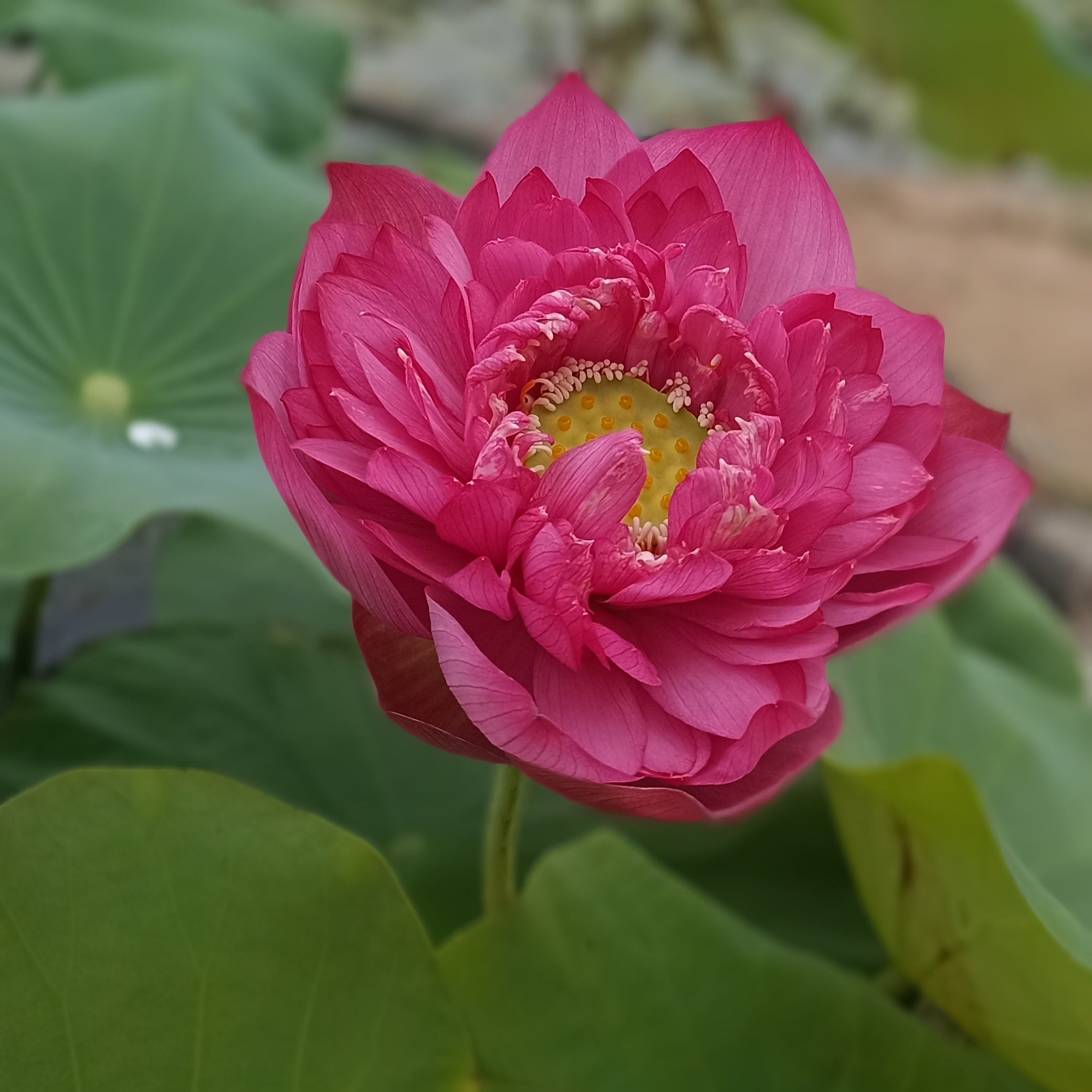 Amore Jia- Lotus