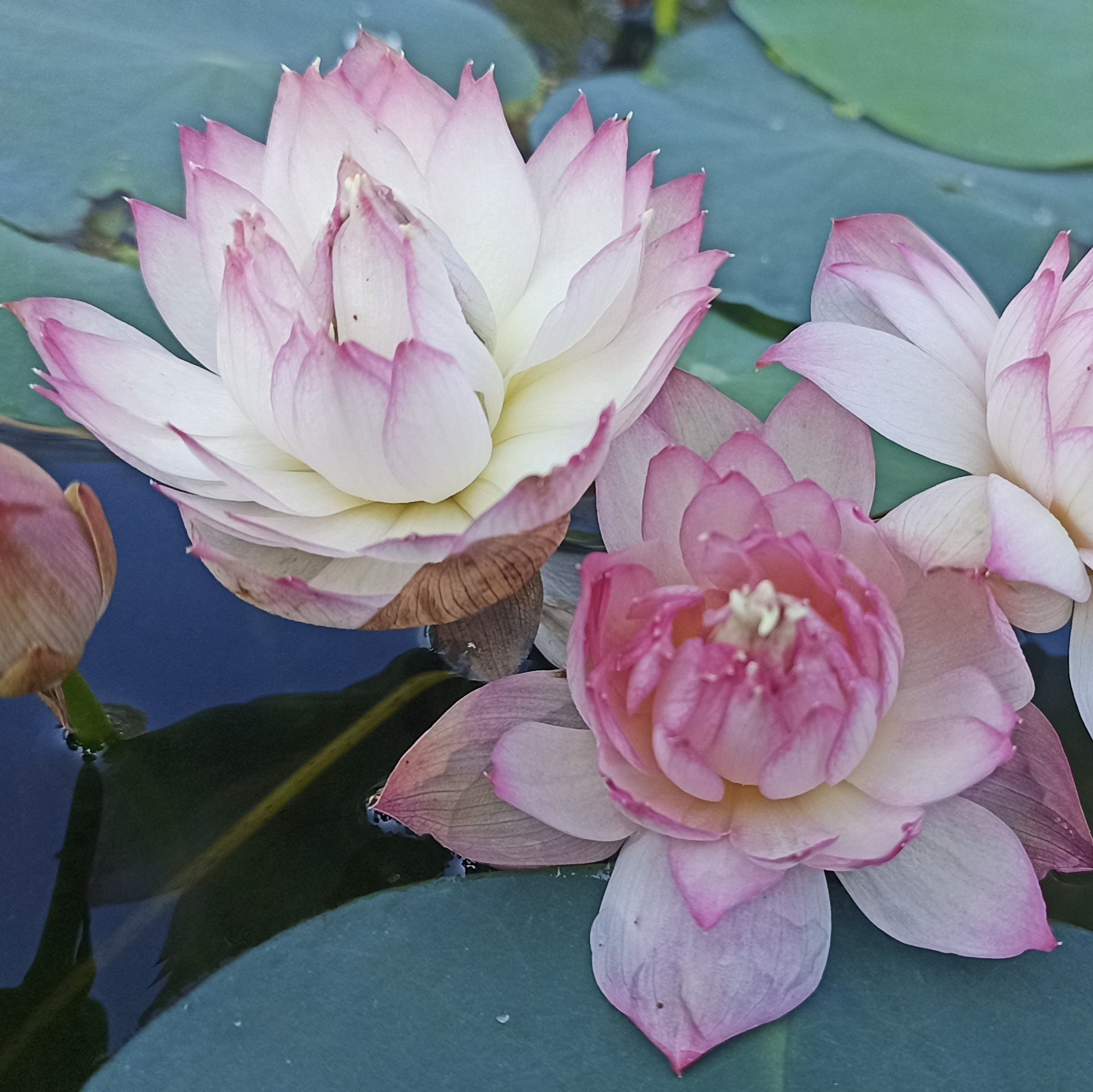 Childhood Lotus