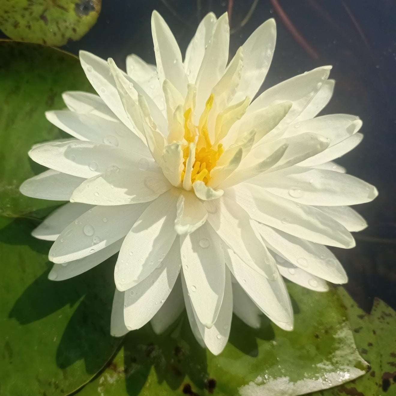 Perry's Double Yellow