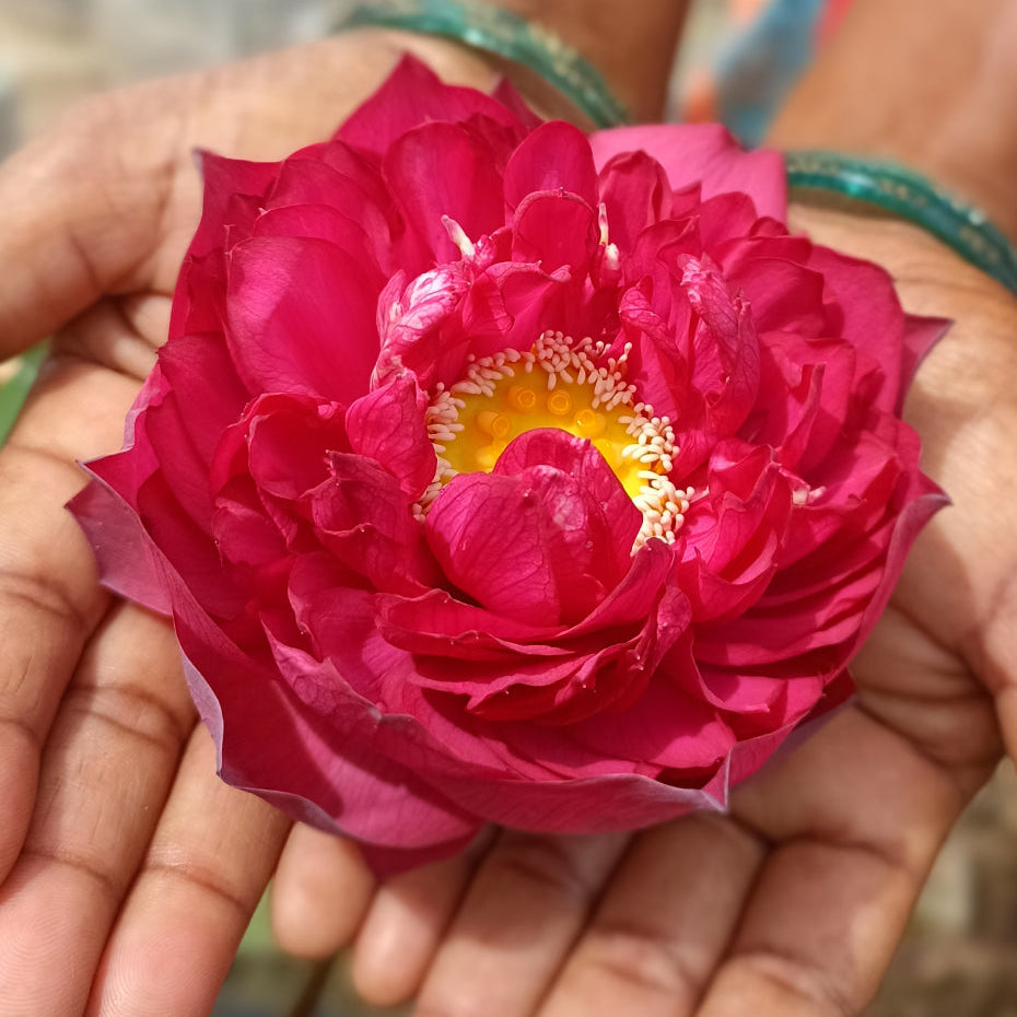 Red Peony