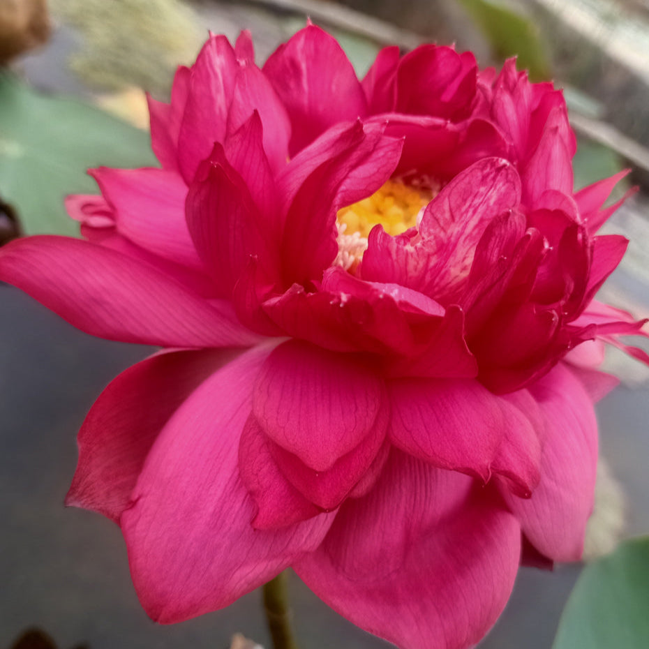 Red Peony- Lotus