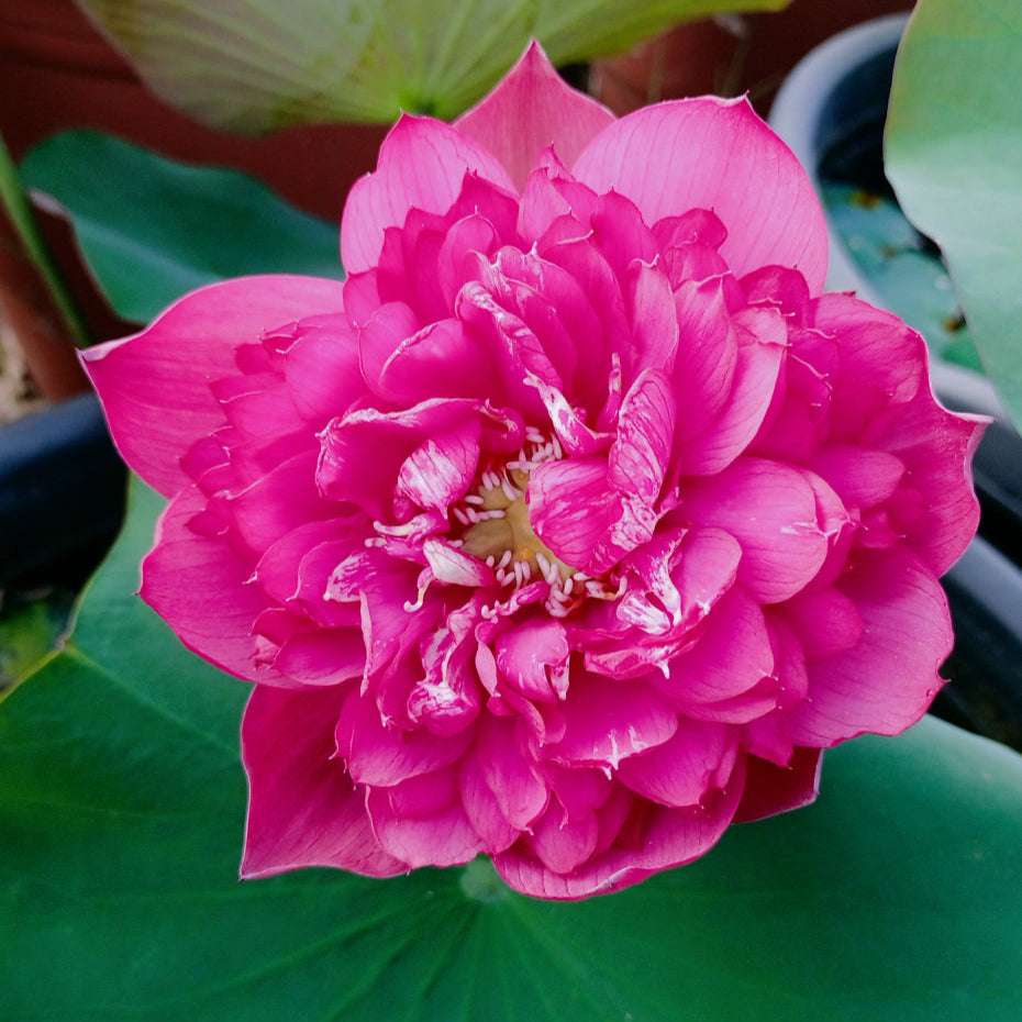 Siam Robi Siam Purple | Buy water lily in India | Lilypond Store