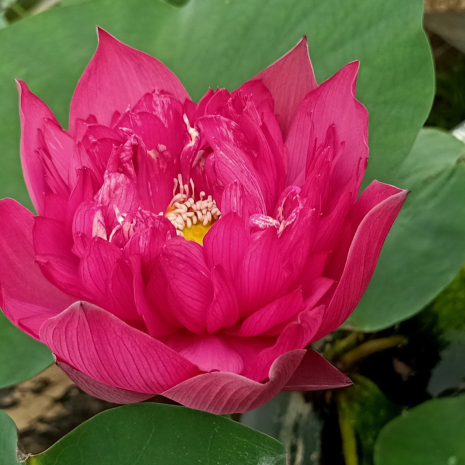 Siam Ruby- Lotus