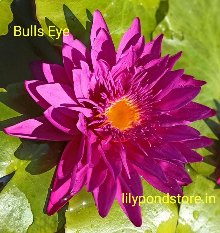 Pond Perfection Combo – 4 Exotic Waterlilies at 50% OFF! and free Shipping