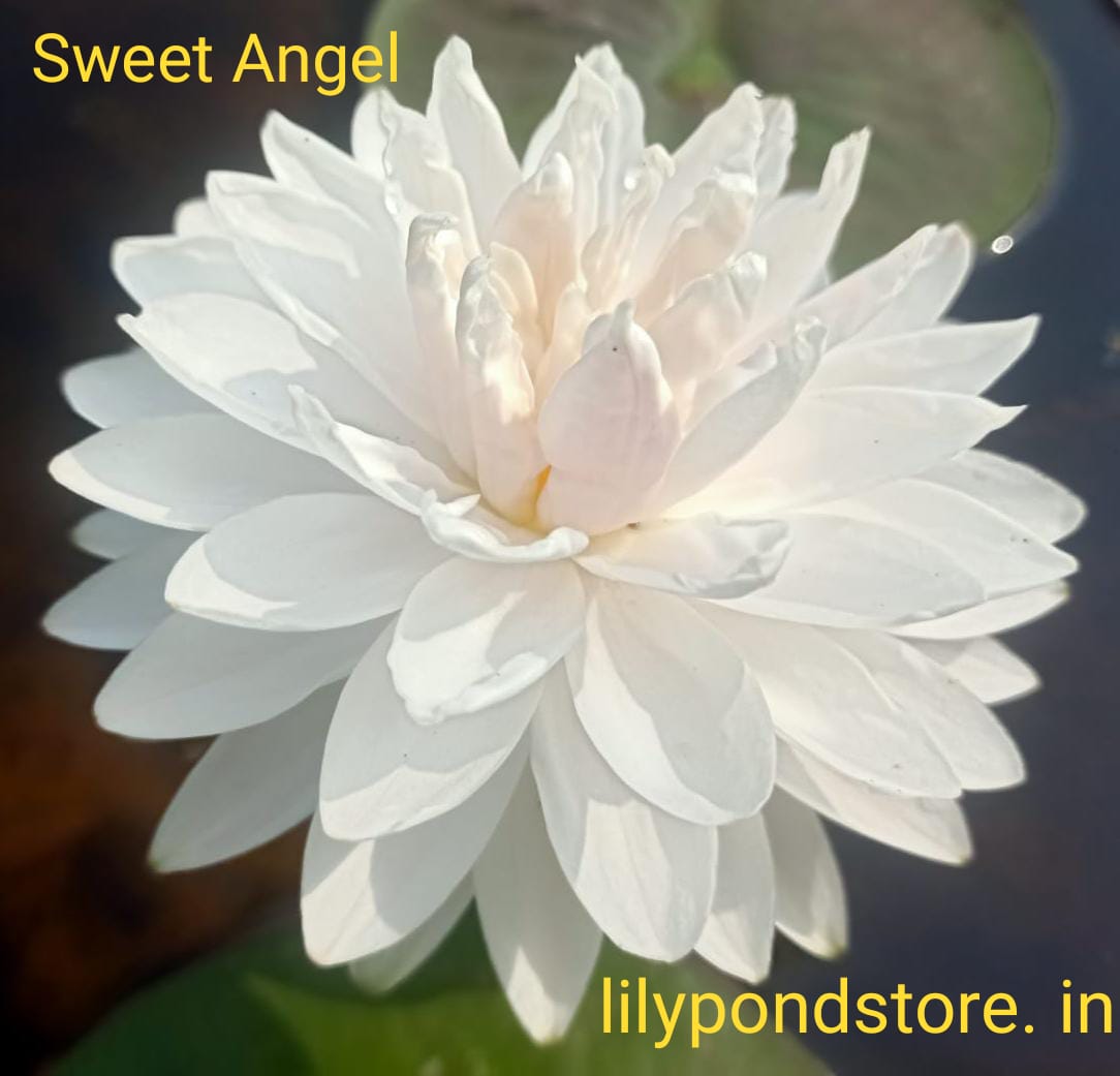Pond Perfection Combo – 4 Exotic Waterlilies at 50% OFF! and free Shipping