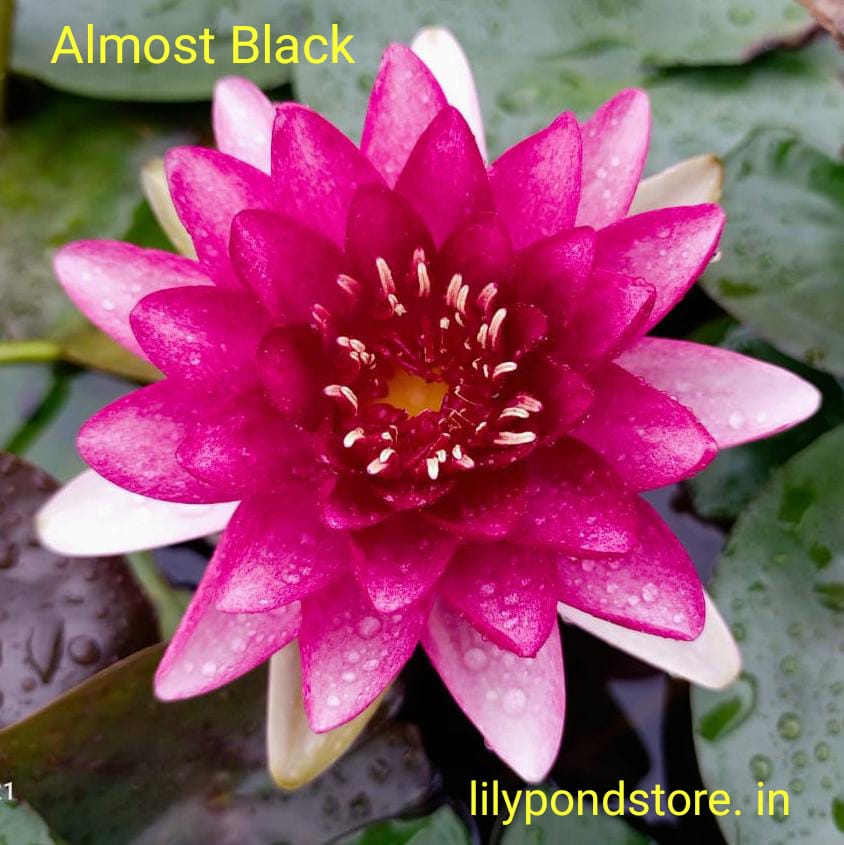 Pond Perfection Combo – 4 Exotic Waterlilies at 50% OFF! and free Shipping