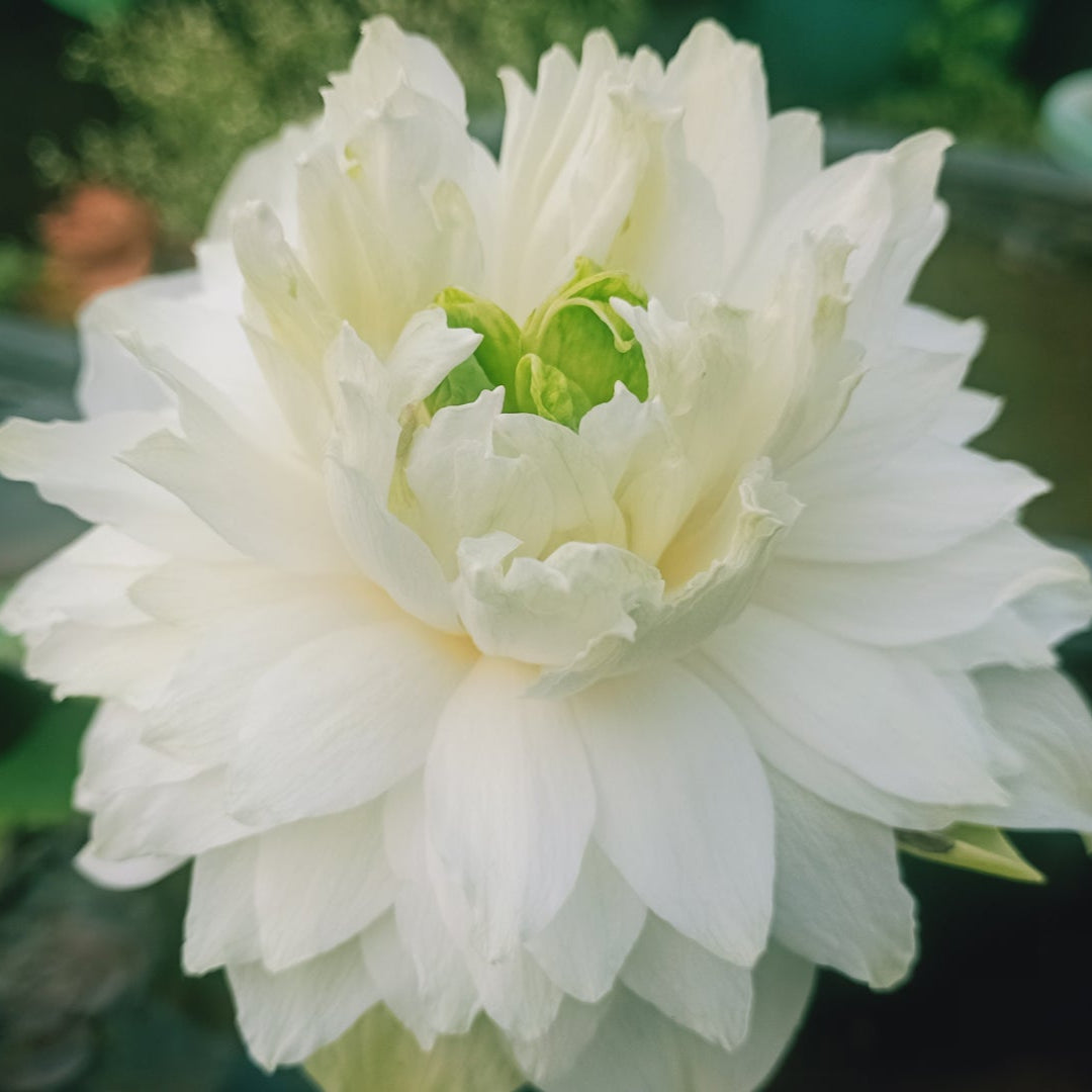 White Peony- Lotus