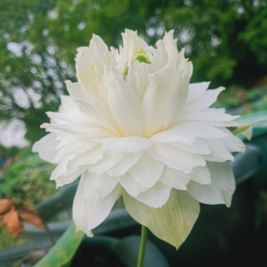 White Peony- Lotus