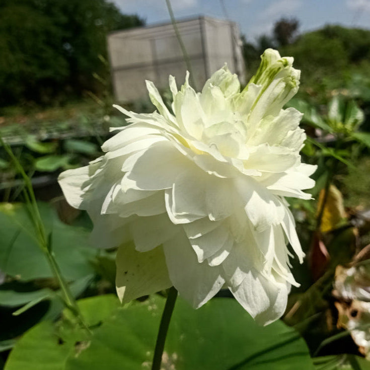 White Peony- Lotus