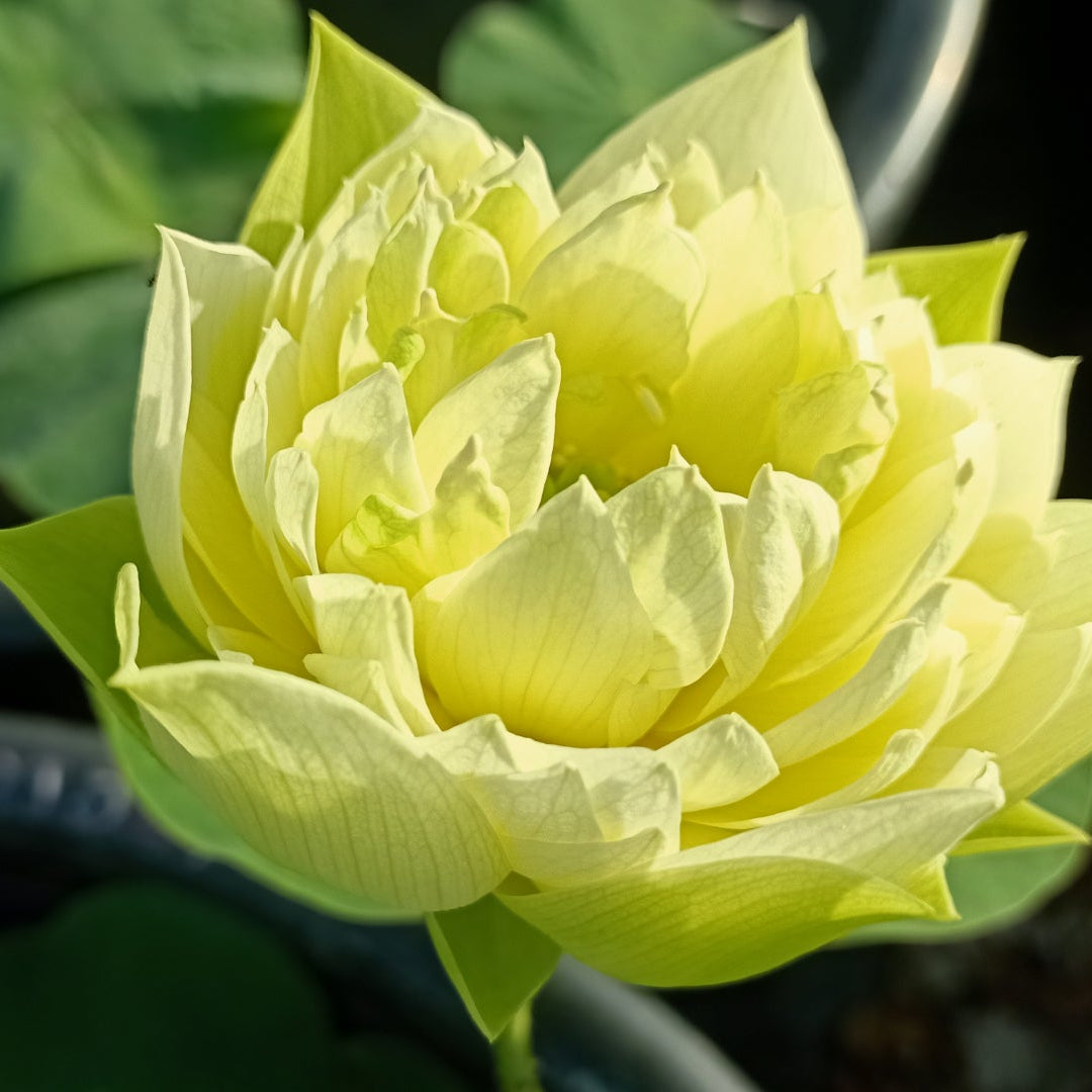 Yellow Peony- Lotus