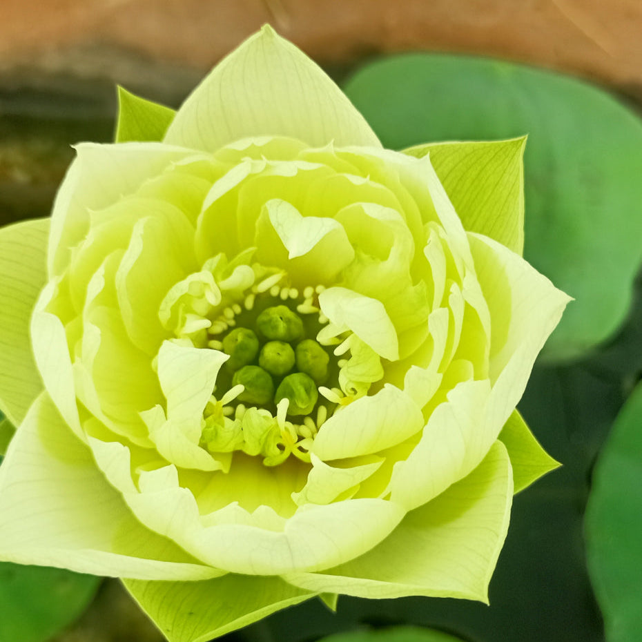 Yellow Peony- Lotus
