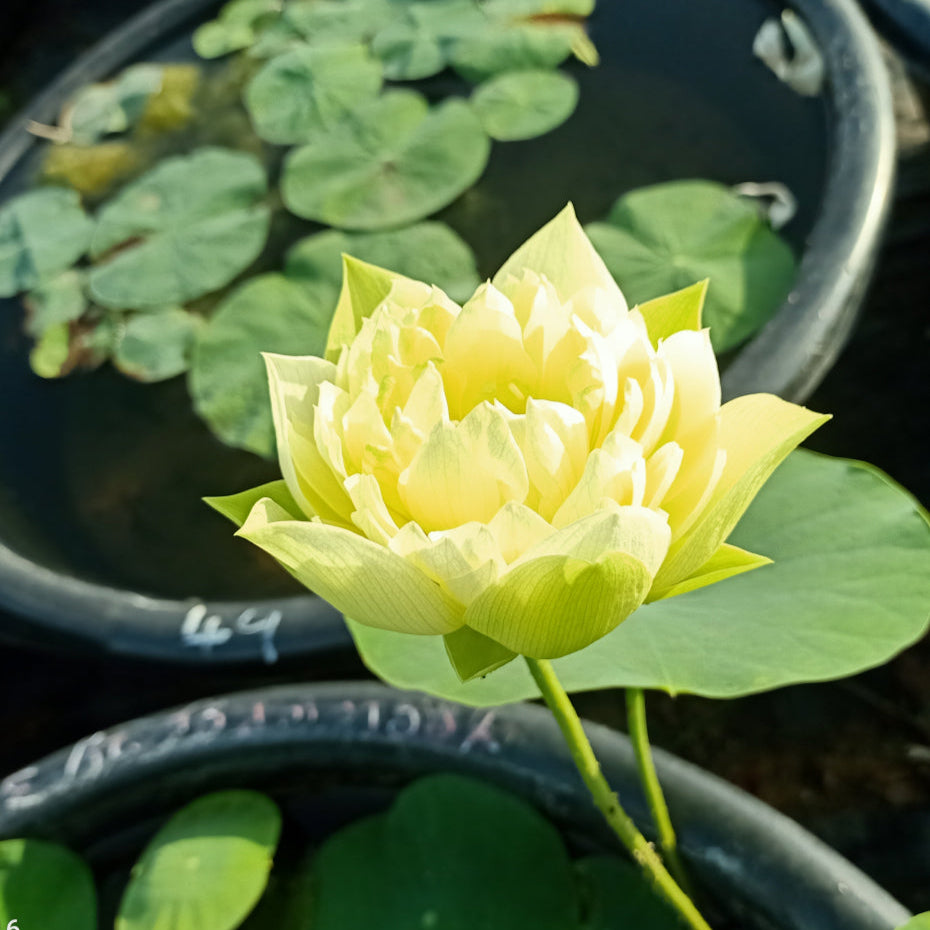 Yellow Peony- Lotus