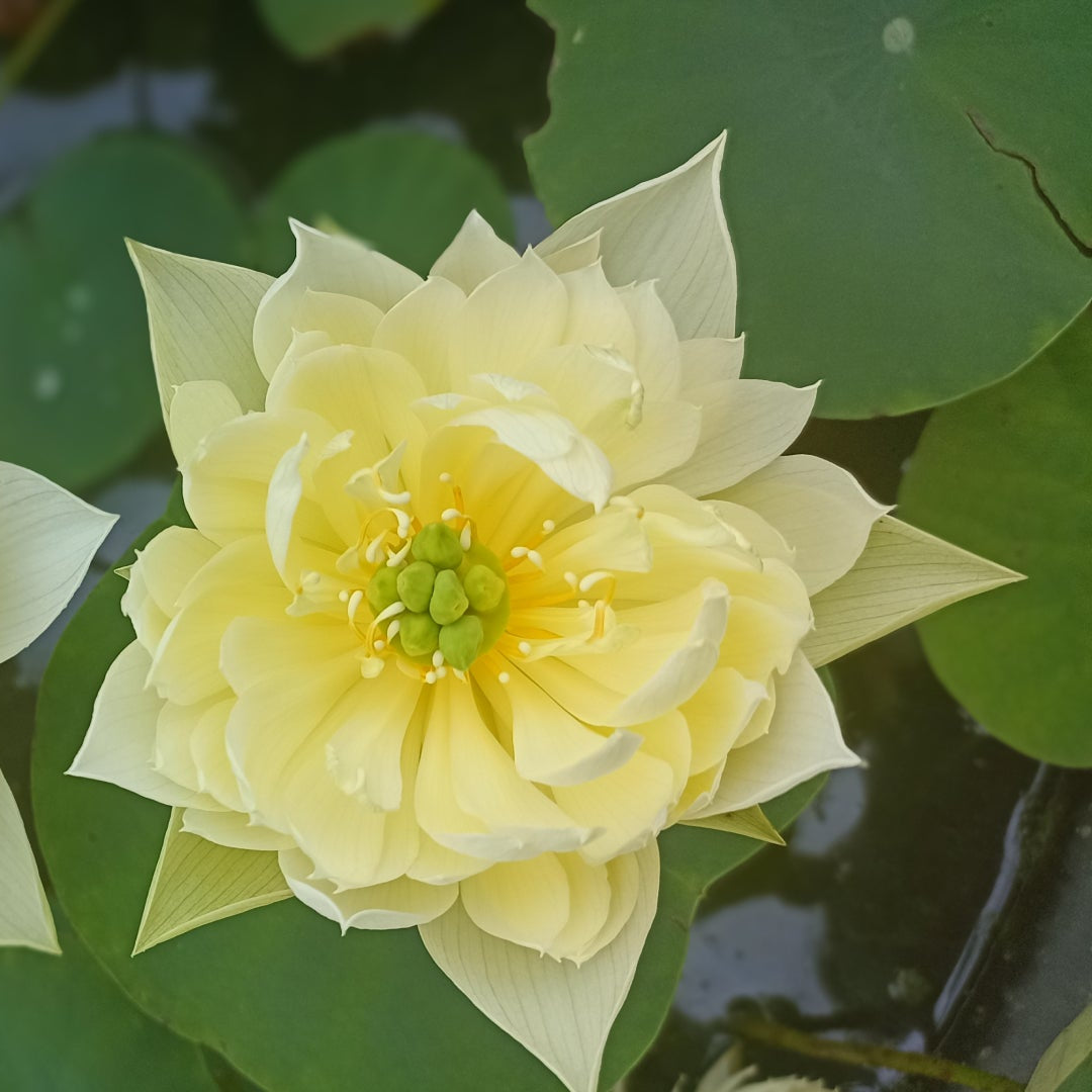 Yellow Prior Pink- Lotus