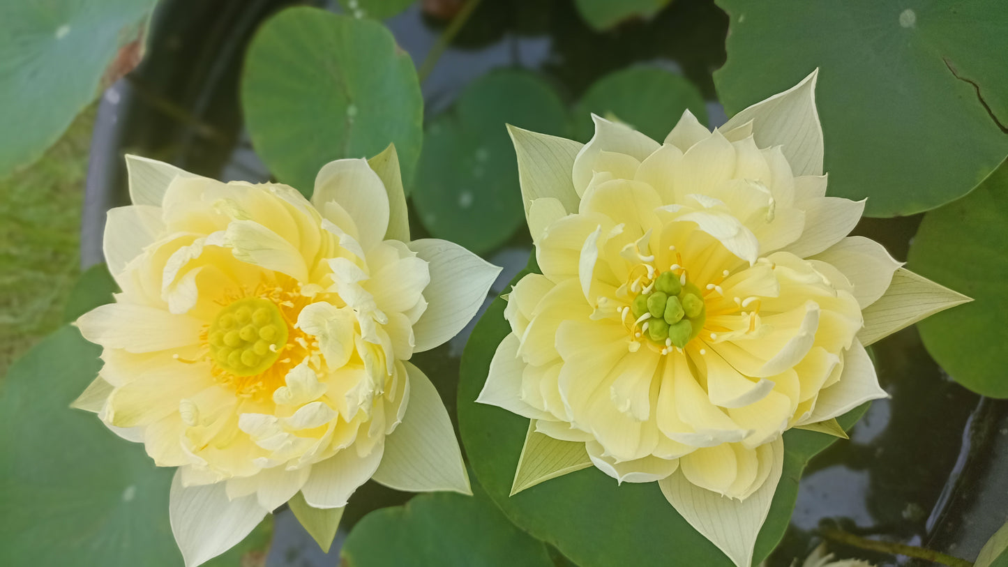 Yellow Prior Pink