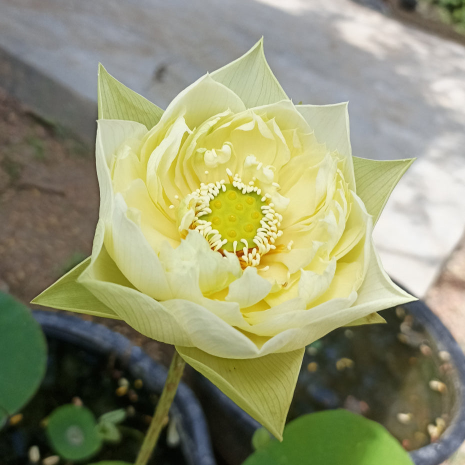 Yellow Prior Pink- Lotus