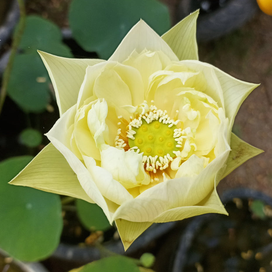 Yellow Prior Pink- Lotus