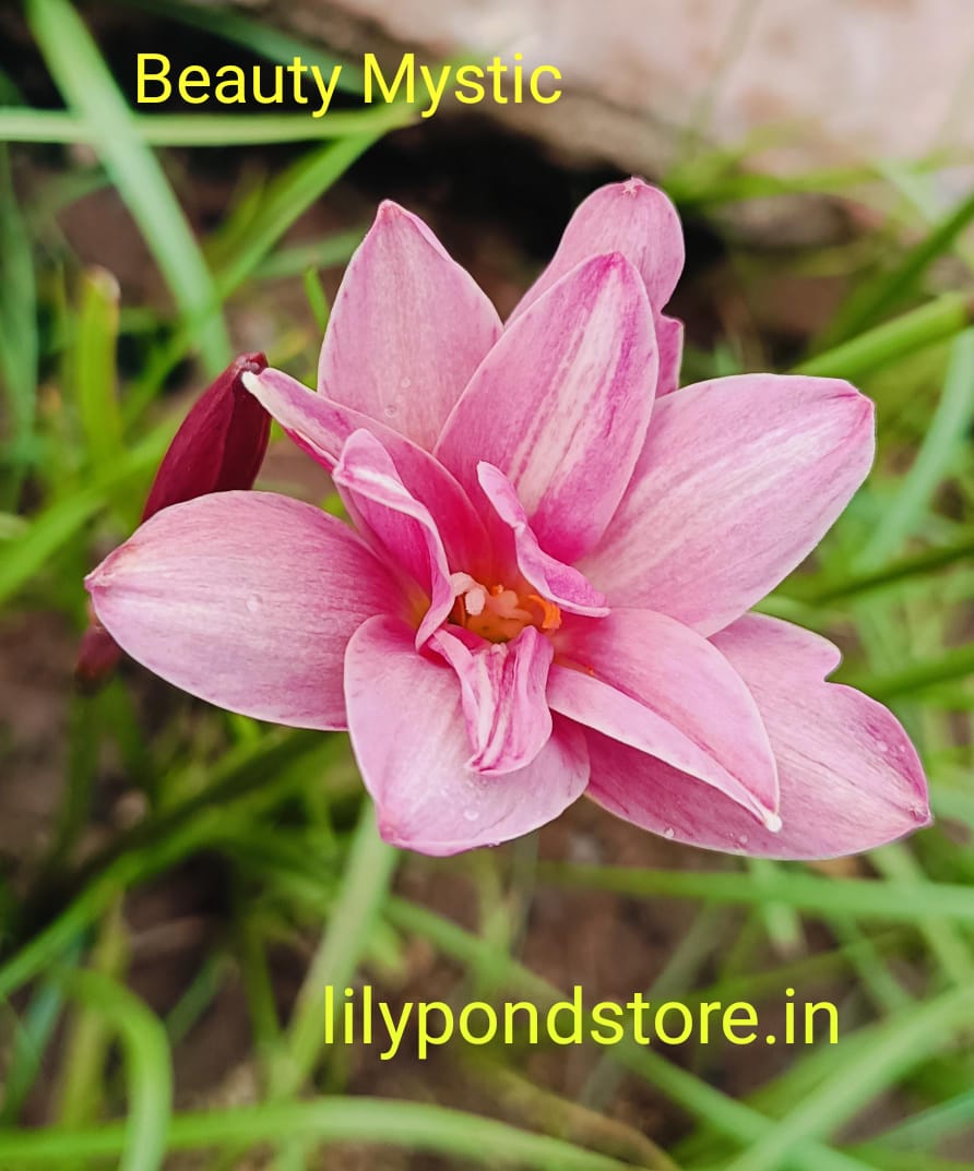 Beauty Mistique (Set of 3 Bulbs)