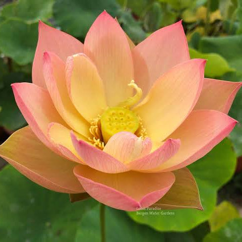 Golden sunset-Lotus