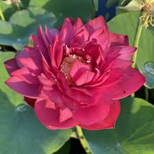 Chinese red jigangshan- Lotus