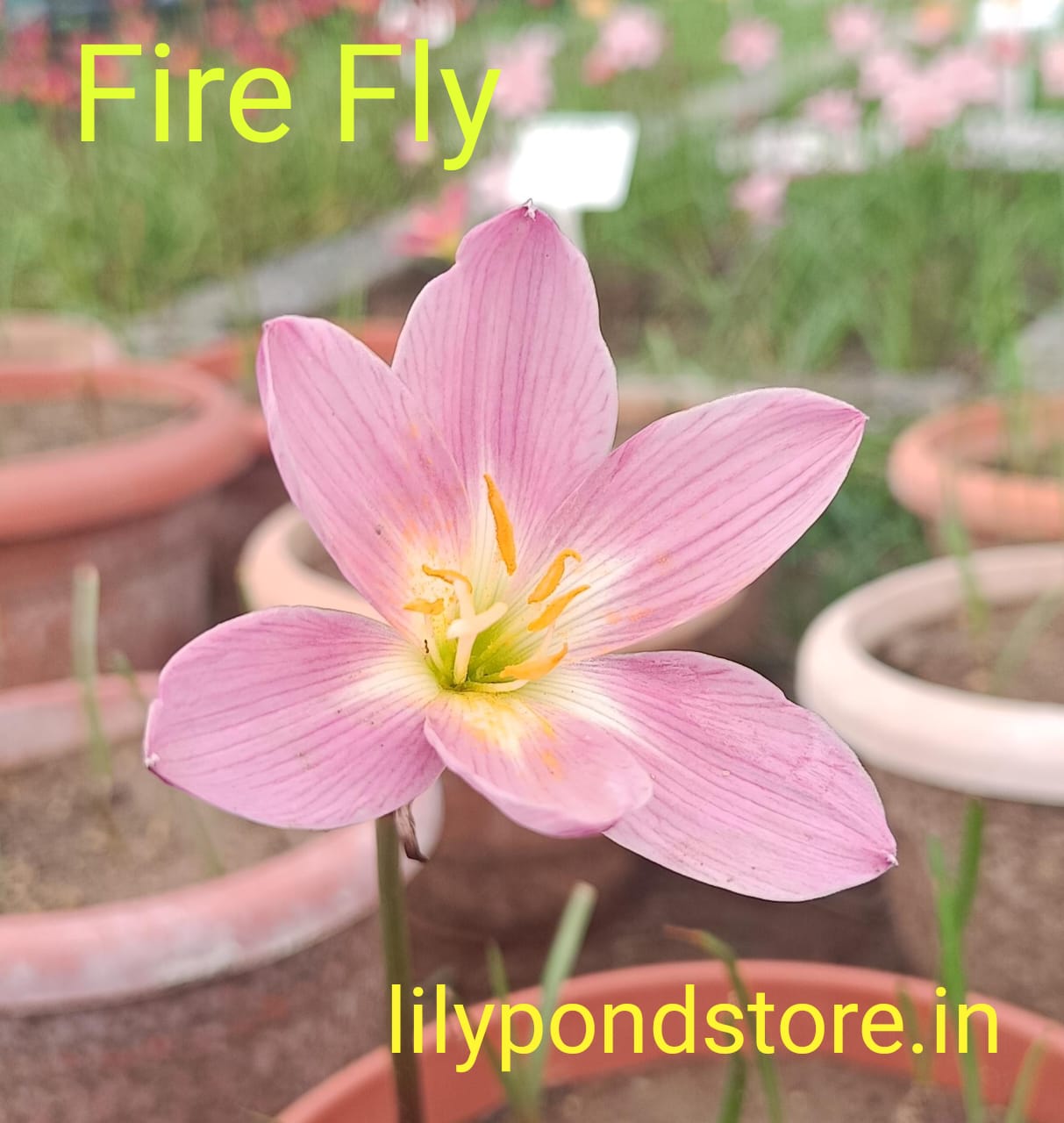 Fire Fly (Set of 3 Bulbs)