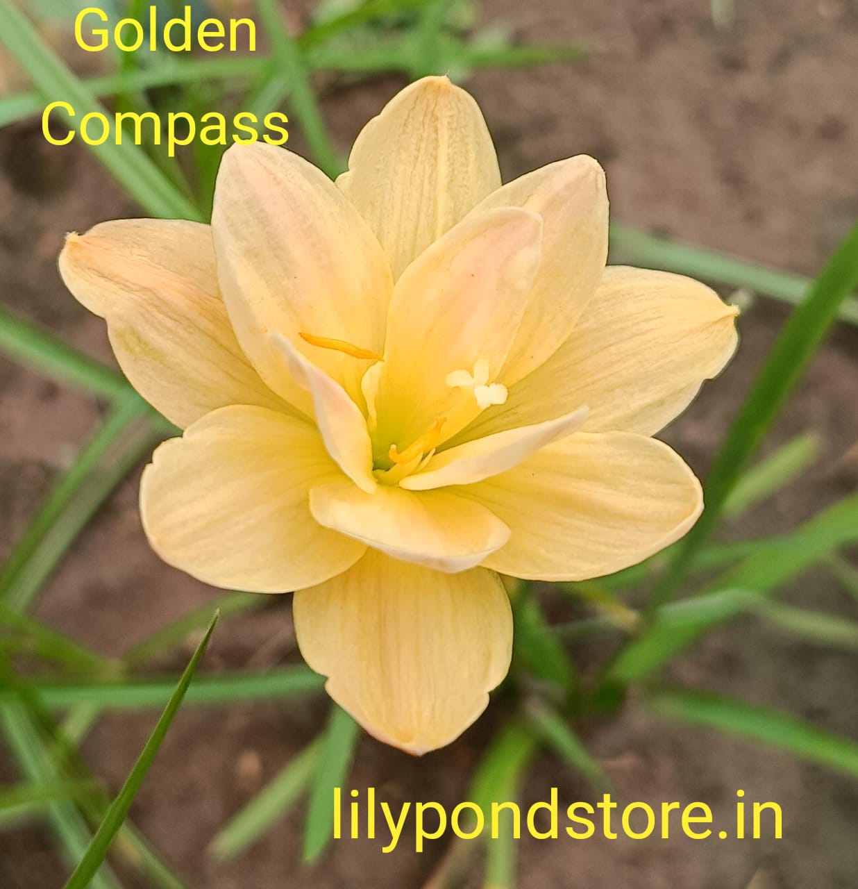 Golden Compass (Set of 3 Bulbs)