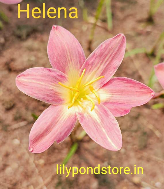 Helena