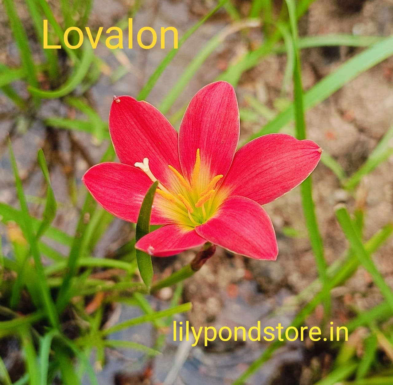 Lovalon (Set of 3 Bulbs)