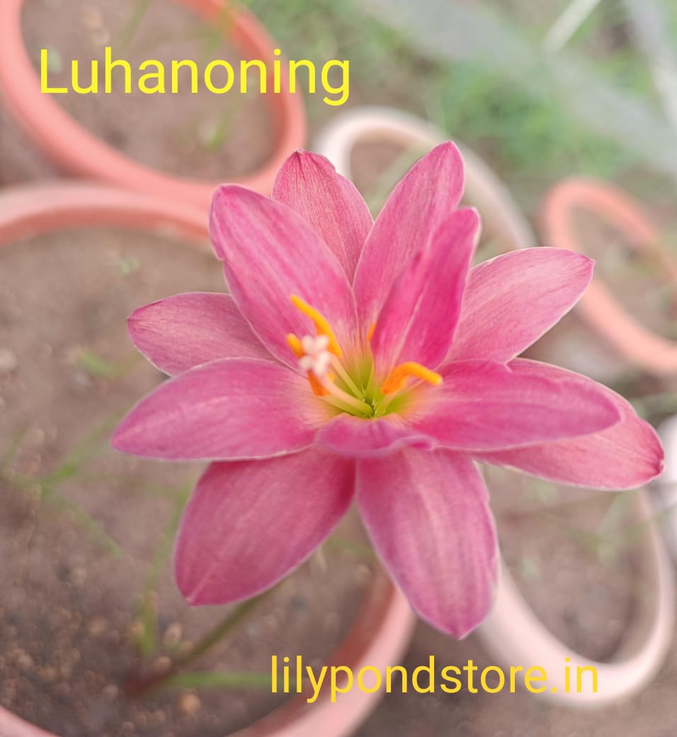 Luhanoning (Set of 3 Bulbs)