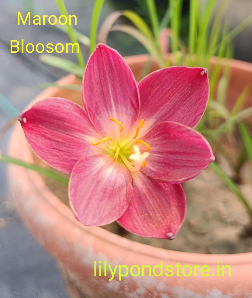 Maroon Blossom (Set of 3 Bulbs)