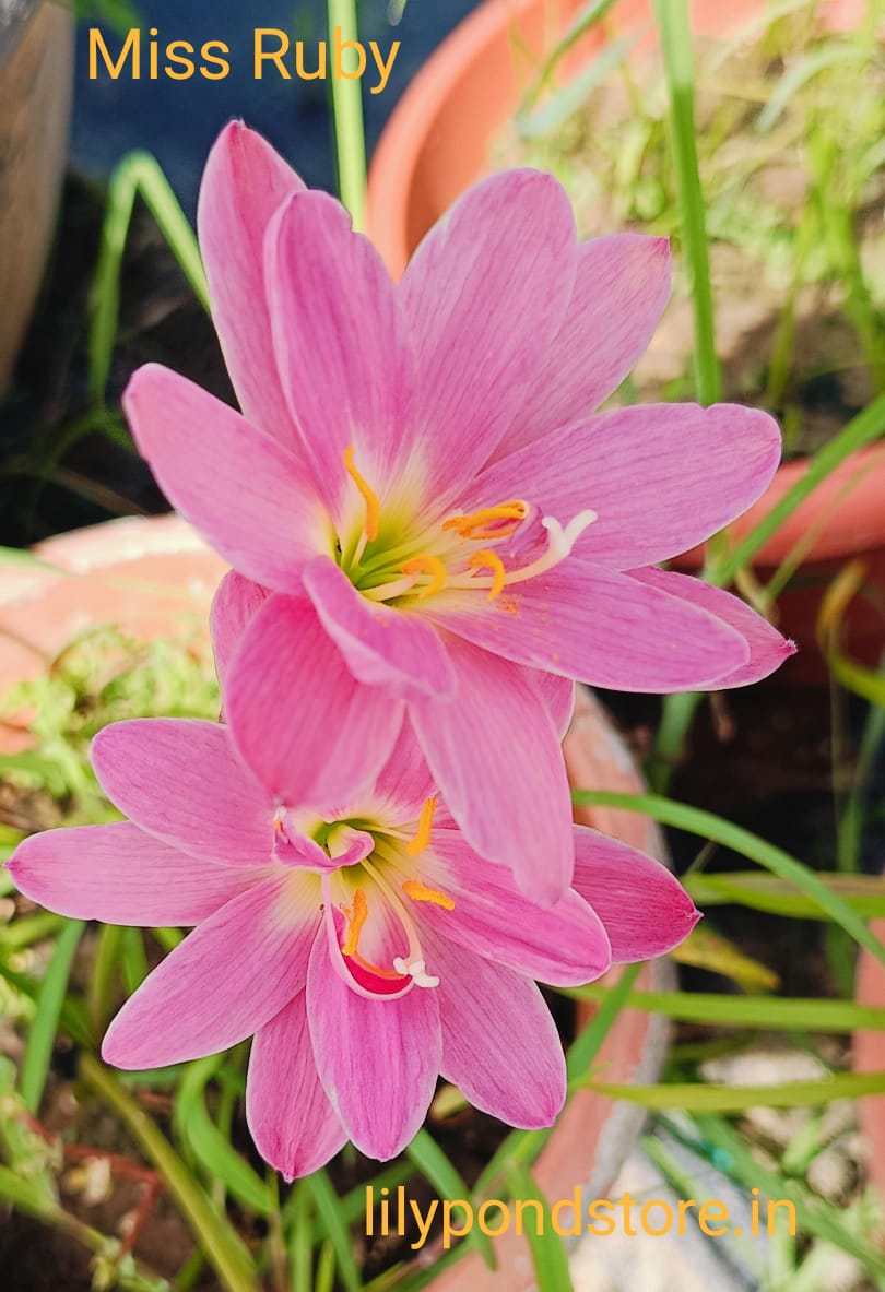 Miss Ruby (Set of 3 Bulbs)