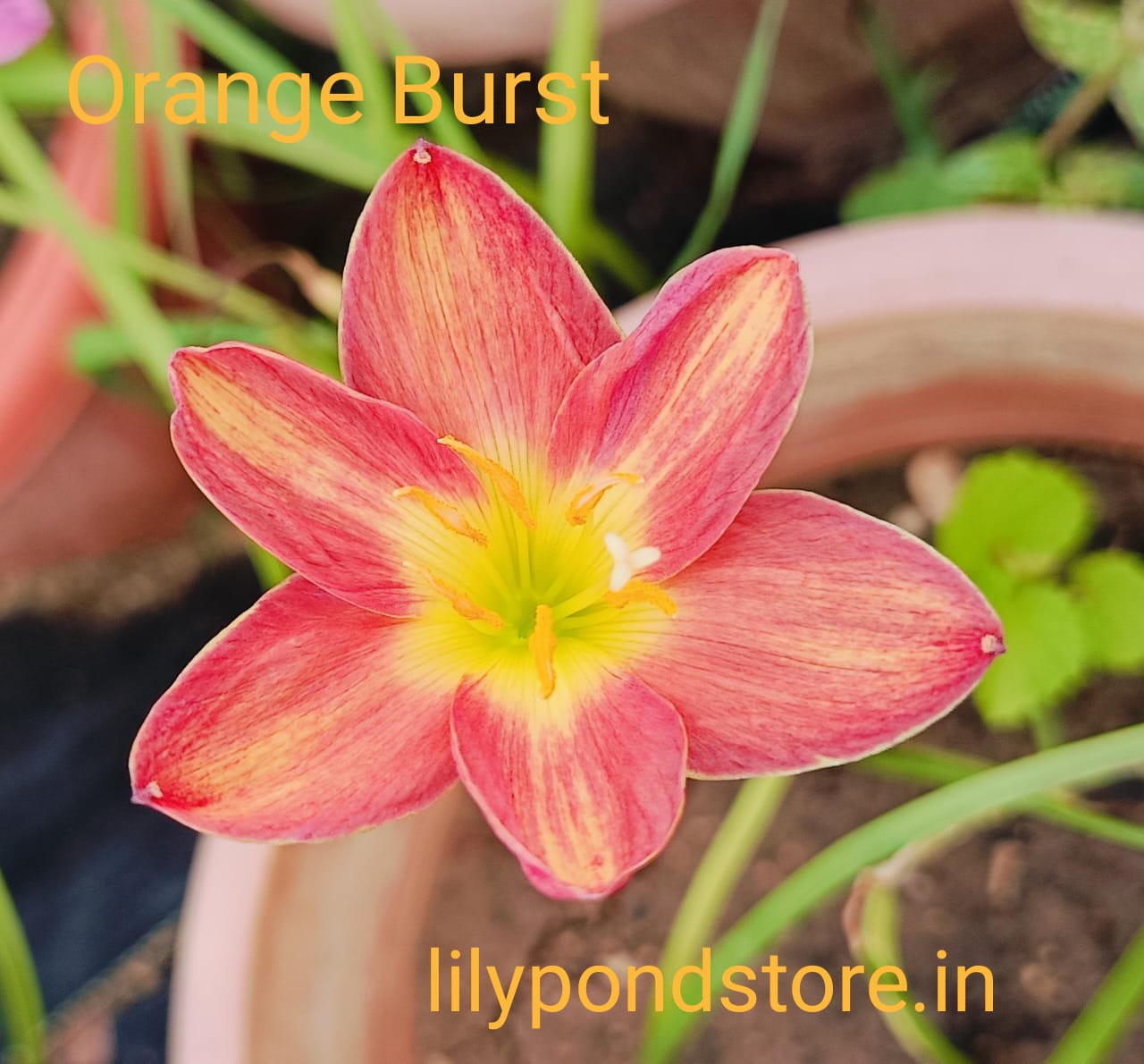 Orange Brust (Set of 3 Bulbs)