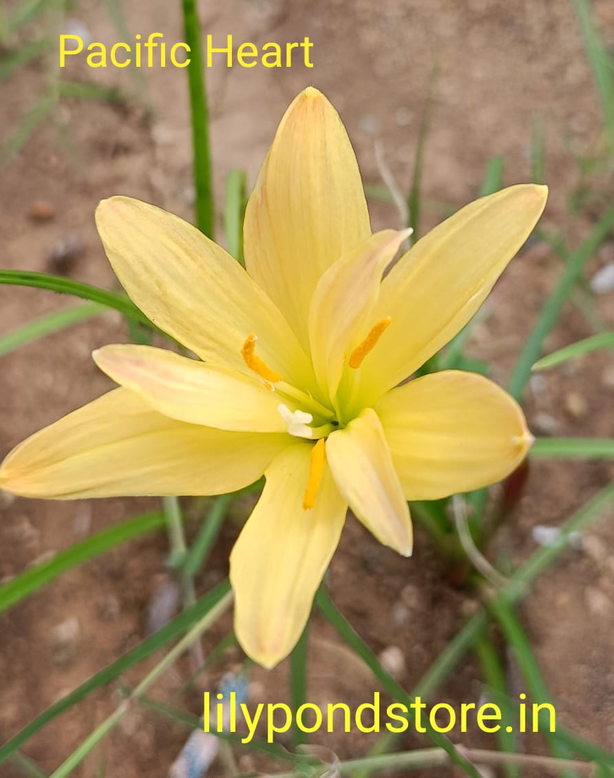 Pacific Heart (Set of 3 Bulbs)