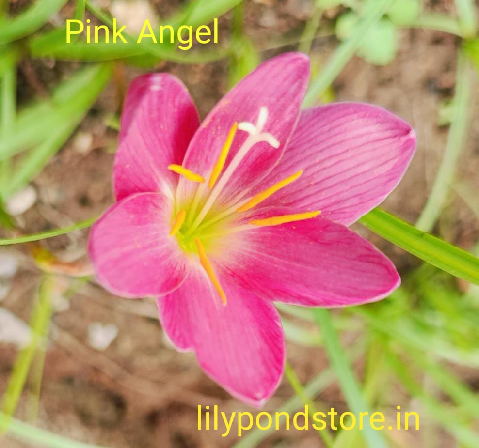 Pink Angel (Set of 3 Bulbs)