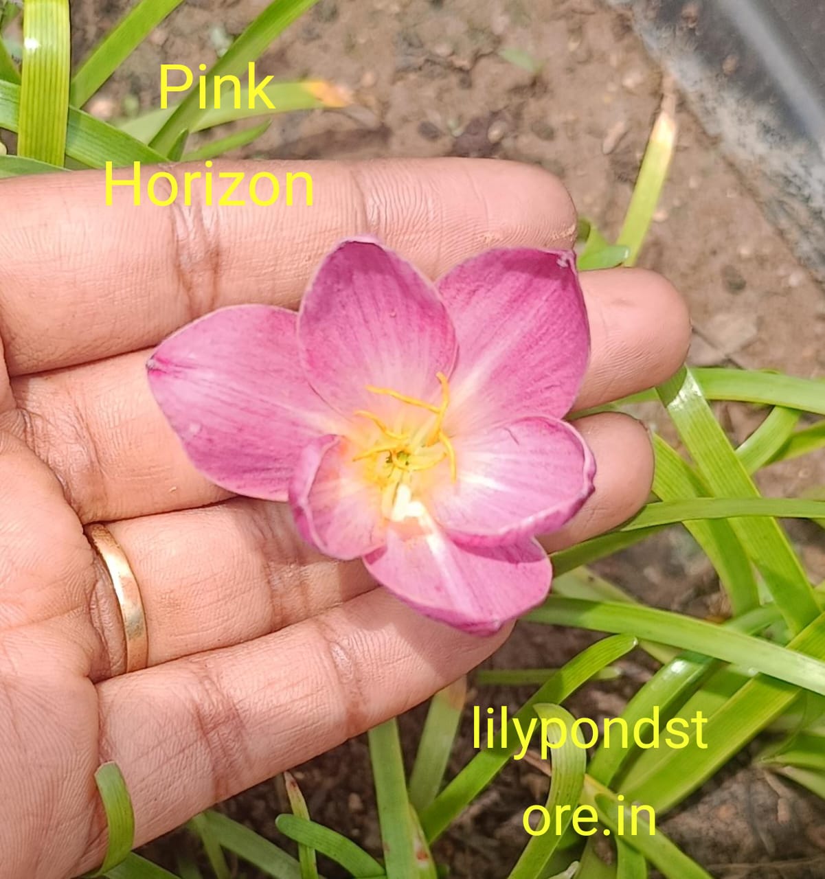 Pink Horizon (Set of 3 Bulbs)