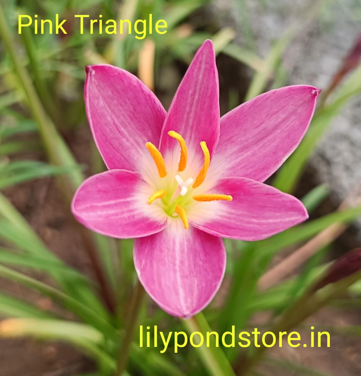 Pink Triangle (Set of 3 Bulbs)