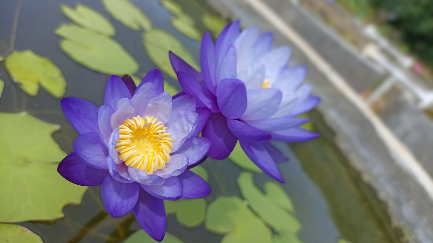 Purple Gigantea