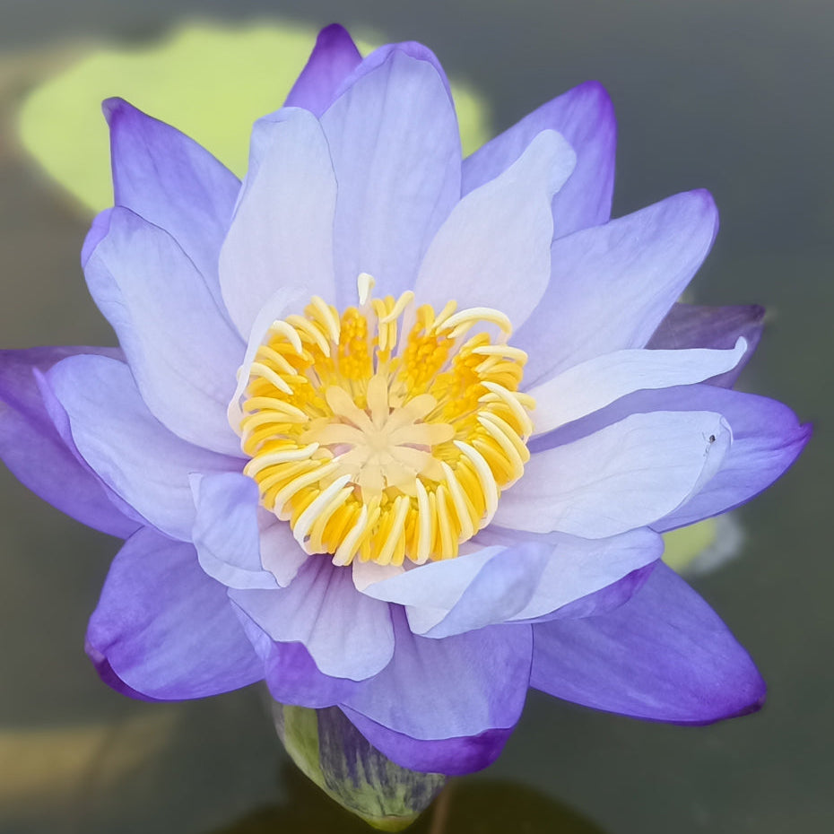 Purple Gigantea