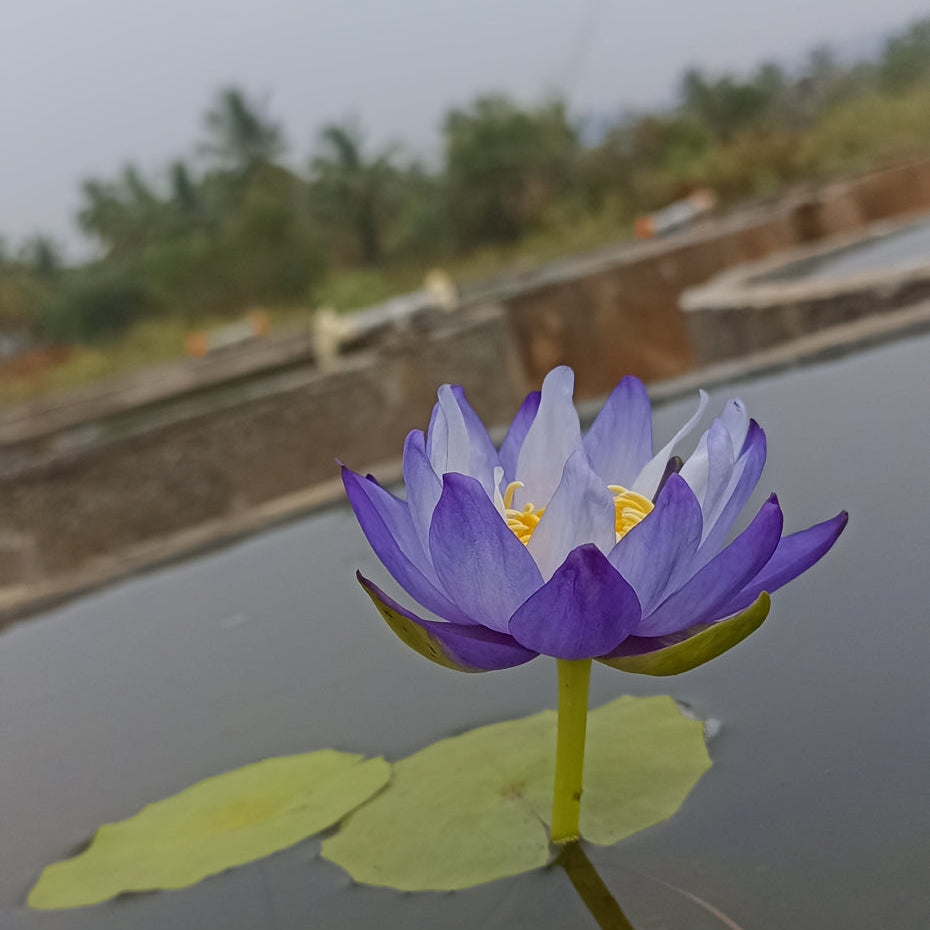 Purple Gigantea