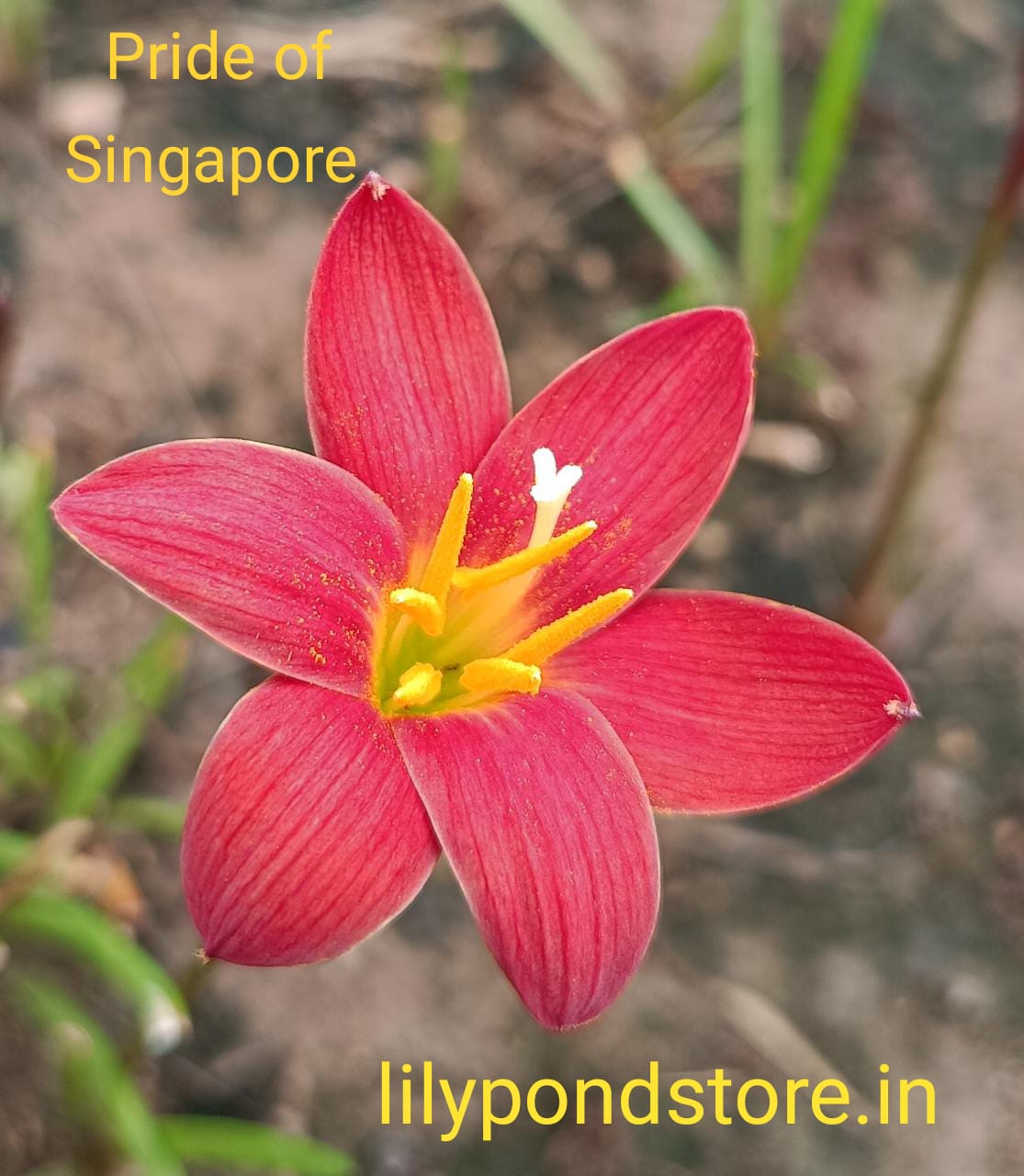 Pride of Singapore (Set of 3 Bulbs)